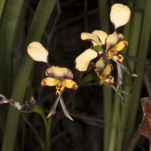 Diuris pardina at Cotter River, ACT - suppressed