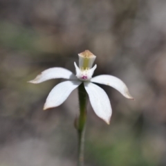 Caladenia moschata (Musky Caps) at Aranda, ACT - 6 Nov 2016 by catherine.gilbert