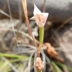 Caladenia moschata (Musky Caps) at Canberra Central, ACT - 14 Nov 2016 by MichaelMulvaney