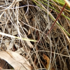 Caladenia moschata at Point 5810 - suppressed