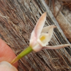 Caladenia moschata at Point 5810 - suppressed