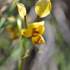 Diuris nigromontana (Black Mountain Leopard Orchid) at Point 4010 - 6 Nov 2016 by catherine.gilbert