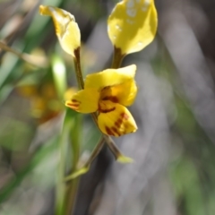 Diuris nigromontana (Black mountain leopard orchid) at Point 4010 - 6 Nov 2016 by catherine.gilbert