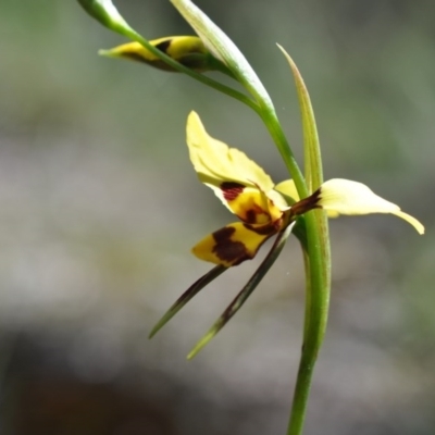 Diuris sulphurea (Tiger Orchid) at Aranda, ACT - 6 Nov 2016 by catherine.gilbert