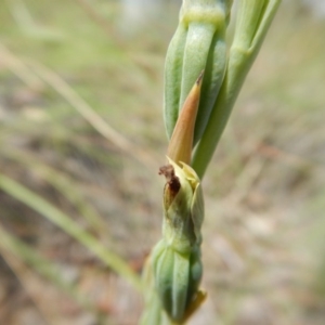 Calochilus platychilus at Point 5810 - 14 Nov 2016