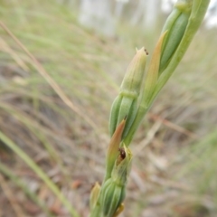 Calochilus platychilus at Point 5810 - 14 Nov 2016