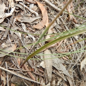 Calochilus platychilus at Point 5810 - 14 Nov 2016