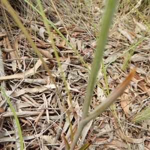 Calochilus platychilus at Point 5810 - 14 Nov 2016