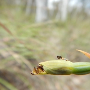 Calochilus platychilus at Point 5810 - 14 Nov 2016