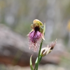 Calochilus platychilus (Purple Beard Orchid) at Aranda, ACT - 6 Nov 2016 by catherine.gilbert