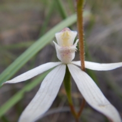 Caladenia moschata (Musky Caps) at Canberra Central, ACT - 14 Nov 2016 by MichaelMulvaney