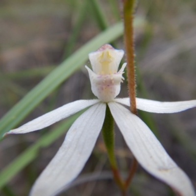 Caladenia moschata (Musky Caps) at Canberra Central, ACT - 14 Nov 2016 by MichaelMulvaney