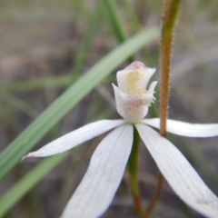 Caladenia moschata at Point 5810 - 14 Nov 2016