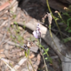 Glossodia major (Wax Lip Orchid) at Point 4010 - 6 Nov 2016 by catherine.gilbert