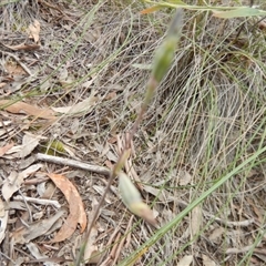 Thelymitra sp. at Undefined Area - suppressed