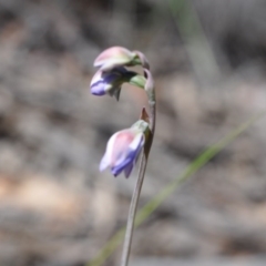 Thelymitra sp. (A Sun Orchid) at Aranda, ACT - 6 Nov 2016 by catherine.gilbert