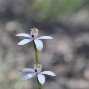 Caladenia moschata at Aranda, ACT - suppressed