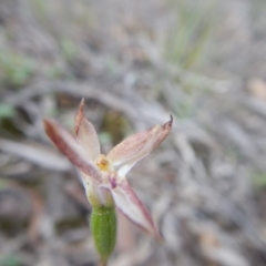 Caladenia sp. (A Caladenia) at Canberra Central, ACT - 14 Nov 2016 by MichaelMulvaney