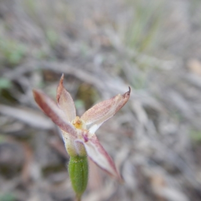 Caladenia sp. (A Caladenia) at Canberra Central, ACT - 14 Nov 2016 by MichaelMulvaney