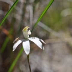 Caladenia moschata (Musky Caps) at Aranda, ACT - 6 Nov 2016 by catherine.gilbert