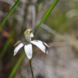 Caladenia moschata at Point 4010 - 6 Nov 2016