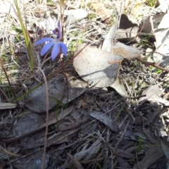 Cyanicula caerulea (Blue Fingers, Blue Fairies) at Little Taylor Grasslands - 1 Sep 2016 by RosemaryRoth