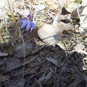 Cyanicula caerulea at Kambah, ACT - 1 Sep 2016