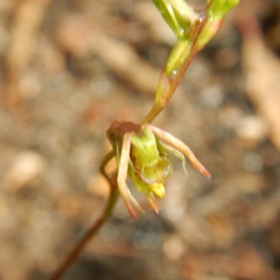 Caleana minor (Small Duck Orchid) at Canberra Central, ACT - 14 Nov 2016 by MichaelMulvaney