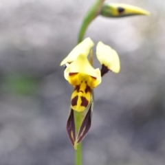 Diuris sulphurea (Tiger Orchid) at Point 4010 - 6 Nov 2016 by catherine.gilbert