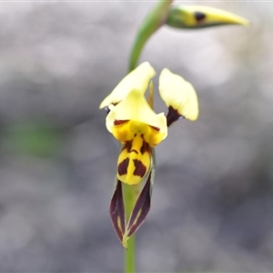 Diuris sulphurea at Point 4010 - suppressed