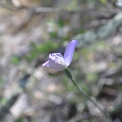 Glossodia major (Wax Lip Orchid) at Point 4010 - 6 Nov 2016 by catherine.gilbert