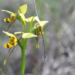 Diuris sulphurea (Tiger Orchid) at Aranda, ACT - 6 Nov 2016 by catherine.gilbert