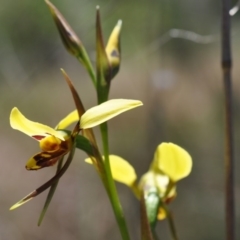 Diuris sulphurea (Tiger Orchid) at Aranda Bushland - 6 Nov 2016 by catherine.gilbert