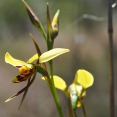 Diuris sulphurea (Tiger orchid) at Point 4010 - 6 Nov 2016 by catherine.gilbert