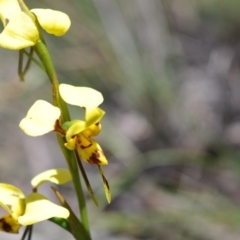 Diuris sulphurea (Tiger Orchid) at Aranda Bushland - 6 Nov 2016 by catherine.gilbert