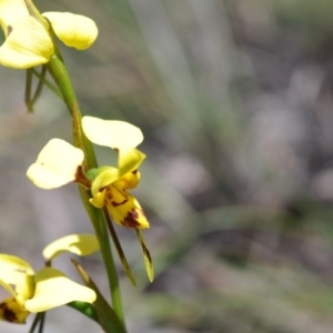 Diuris sulphurea at Aranda, ACT - 6 Nov 2016