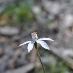 Caladenia moschata (Musky Caps) at Aranda Bushland - 6 Nov 2016 by catherine.gilbert