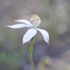 Caladenia moschata (Musky Caps) at Aranda, ACT - 6 Nov 2016 by catherine.gilbert