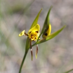 Diuris sulphurea (Tiger Orchid) at Aranda Bushland - 6 Nov 2016 by catherine.gilbert