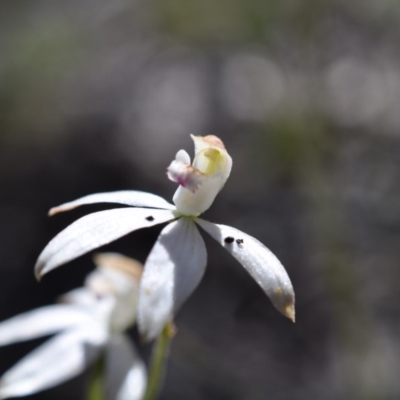 Caladenia moschata (Musky Caps) at Aranda Bushland - 6 Nov 2016 by catherine.gilbert