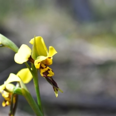 Diuris sulphurea (Tiger Orchid) at Aranda Bushland - 6 Nov 2016 by catherine.gilbert