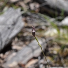 Glossodia major (Wax Lip Orchid) at Aranda, ACT - 6 Nov 2016 by catherine.gilbert