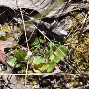 Pterostylis sp. at Aranda, ACT - suppressed