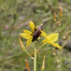 Homotrysis cisteloides (Darkling beetle) at Bruce Ridge - 13 Nov 2016 by ibaird