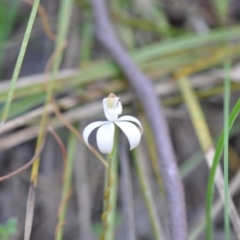 Caladenia moschata (Musky Caps) at Aranda Bushland - 6 Nov 2016 by catherine.gilbert