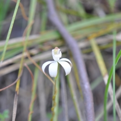 Caladenia moschata (Musky Caps) at Aranda Bushland - 6 Nov 2016 by catherine.gilbert