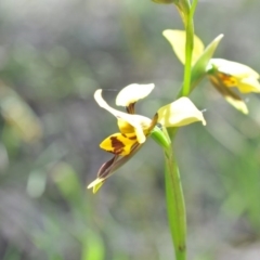 Diuris sulphurea (Tiger Orchid) at Black Mountain - 6 Nov 2016 by catherine.gilbert
