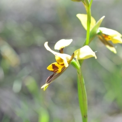 Diuris sulphurea (Tiger Orchid) at Black Mountain - 6 Nov 2016 by catherine.gilbert