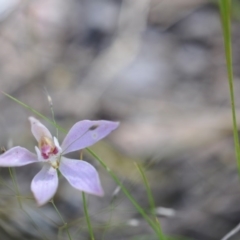 Caladenia sp. (A Caladenia) at Point 4081 - 6 Nov 2016 by catherine.gilbert