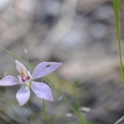 Caladenia sp. (A Caladenia) at Aranda, ACT - 6 Nov 2016 by catherine.gilbert